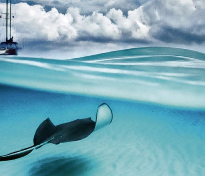 Puzzle - Heye - Razza - Puzzle Panoramico