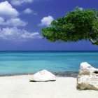 Puzzle - Heye - Albero sulla spiaggia Puzzle Panoramico