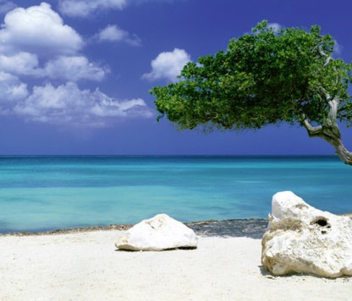 Puzzle - Heye - Albero sulla spiaggia Puzzle Panoramico