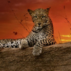 Puzzle - Heye - Alba - Puzzle Panoramico