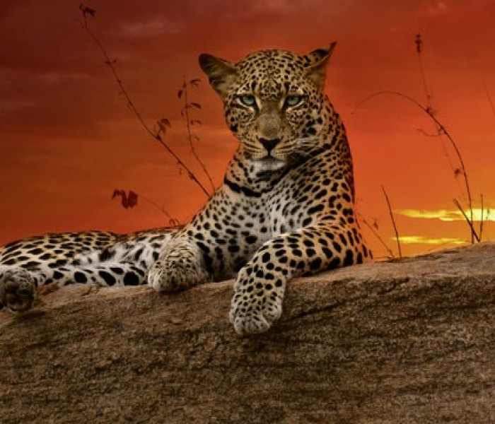 Puzzle - Heye - Alba - Puzzle Panoramico