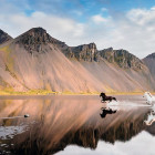 Puzzle - Heye - Cavalli islandesi - Puzzle Panoramico