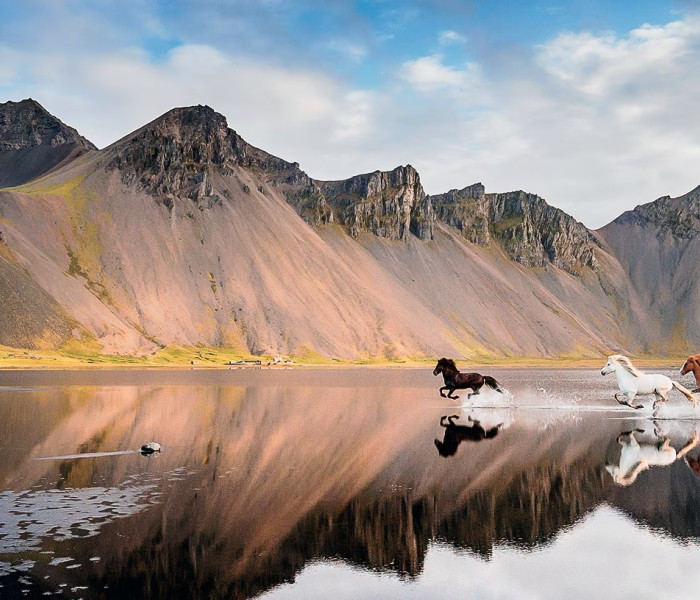 Puzzle - Heye - Cavalli islandesi - Puzzle Panoramico