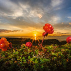 Puzzle - Heye - Rovi camemori