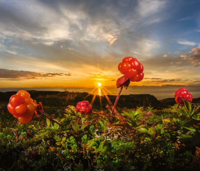 Puzzle - Heye - Rovi camemori