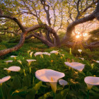 Puzzle - Heye - Fiordaliso africano