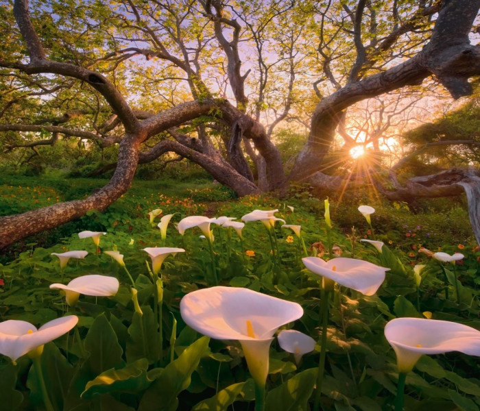 Puzzle - Heye - Fiordaliso africano