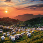 Puzzle - Heye - Pecore e vulcani