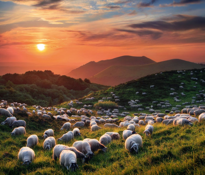 Puzzle - Heye - Pecore e vulcani