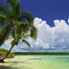 Puzzle - Heye - Paradiso delle palme - Puzzle Panoramico