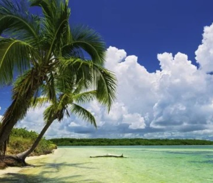 Puzzle - Heye - Paradiso delle palme - Puzzle Panoramico