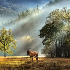 Puzzle - Heye - Saluto del mattino - Puzzle Panoramico