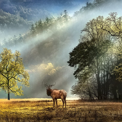 Saluto del mattino - Puzzle Panoramico