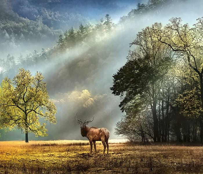 Puzzle - Heye - Saluto del mattino - Puzzle Panoramico