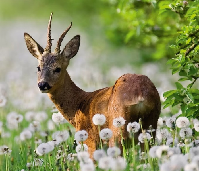 Puzzle - Heye - Cervo