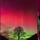 Puzzle - Heye - Albero di Robin Hood