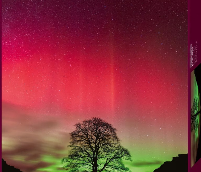 Puzzle - Heye - Albero di Robin Hood