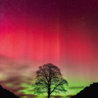 Puzzle - Heye - Albero di Robin Hood