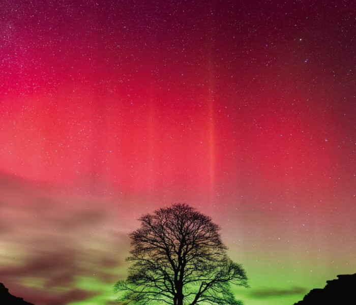 Puzzle - Heye - Albero di Robin Hood