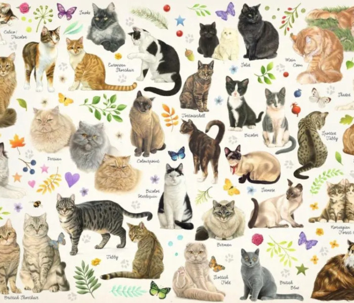 Puzzle - Jumbo - Gatti