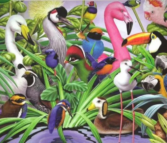 Puzzle - King - Uccelli meravigliosi