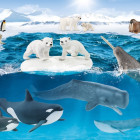 Puzzle - Schmidt - In Antartide + figurina