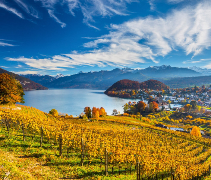 Puzzle - Schmidt - Vigneto