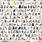 Puzzle - Trefl - 208 gatti