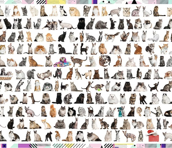 Puzzle - Trefl - 208 gatti