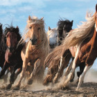 Puzzle - Trefl - Cavalli al galoppo