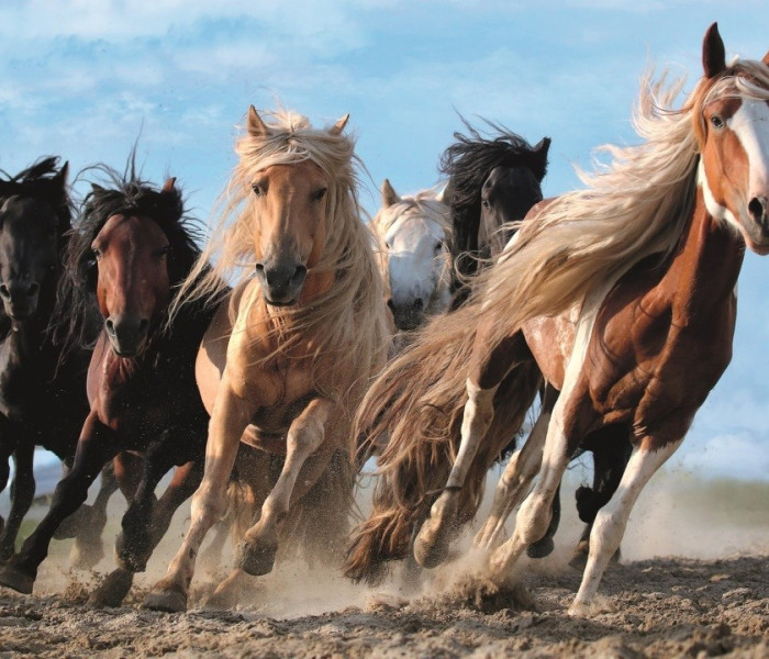 Puzzle - Trefl - Cavalli al galoppo