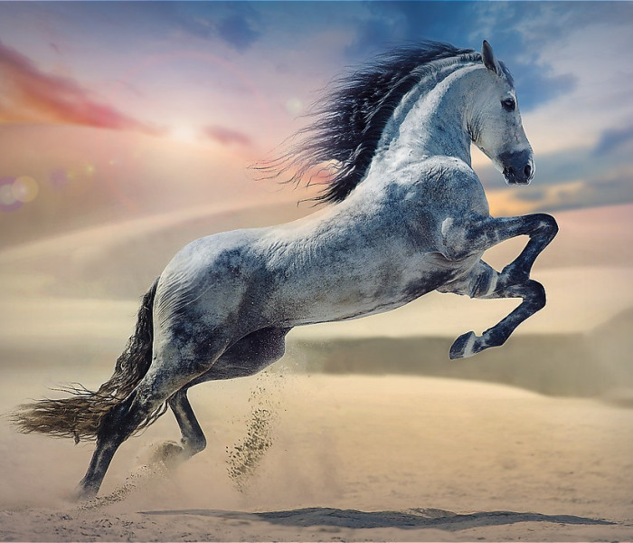 Puzzle - Trefl - Cavallo maestoso