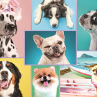 Puzzle - Trefl - Cani carini