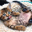 Puzzle - Trefl - Gattino allegro