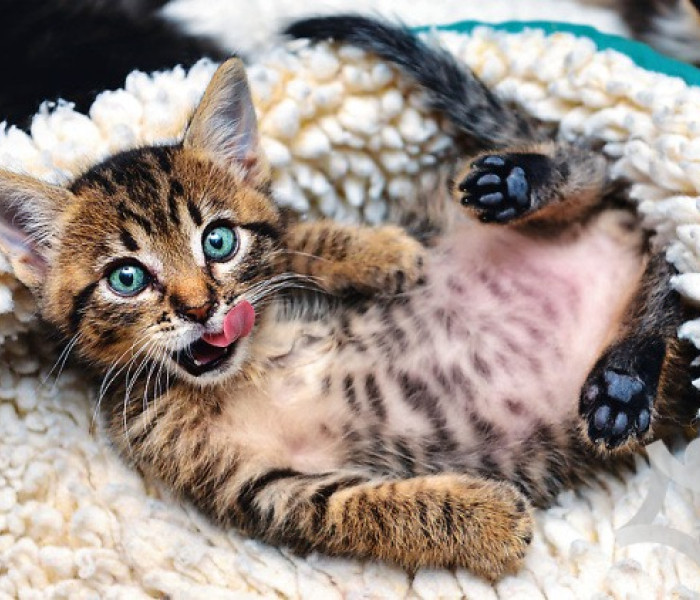 Puzzle - Trefl - Gattino allegro