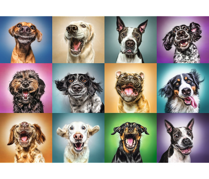 Puzzle - Trefl - Ritratti di cani divertenti