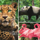 Puzzle - Trefl - Animali - collage