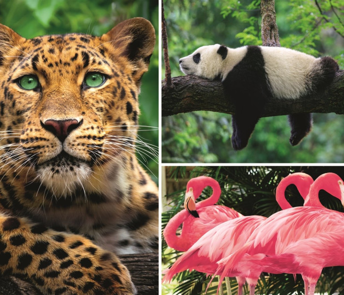 Puzzle - Trefl - Animali - collage