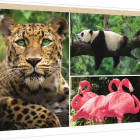 Puzzle - Trefl - Animali - collage