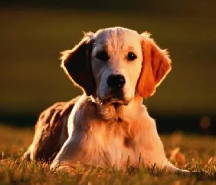 Puzzle - Zdeko - Golden Retriever