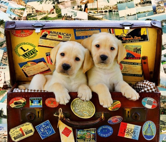 Puzzle - Bluebird - Cuccioli in una valigia