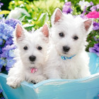 Puzzle - Castorland - Cuccioli bianchi