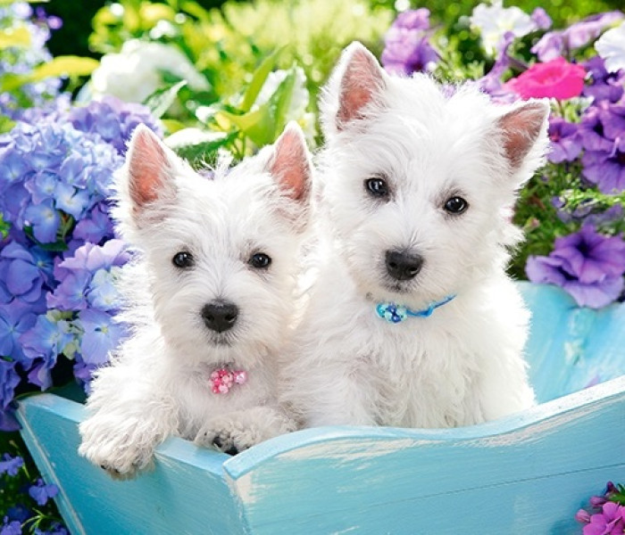 Puzzle - Castorland - Cuccioli bianchi