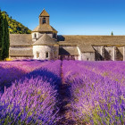 Puzzle - Castorland - Lavanda in Provenza