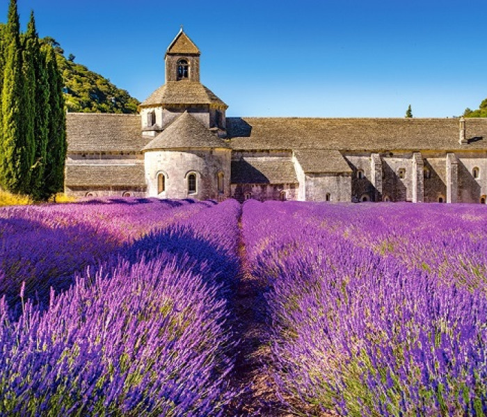 Puzzle - Castorland - Lavanda in Provenza