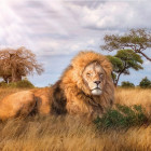 Puzzle - Clementoni - Re di savana