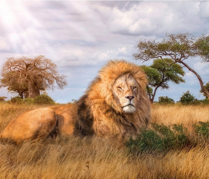 Puzzle - Clementoni - Re di savana