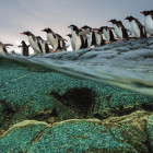 Puzzle - Clementoni - Pinguini