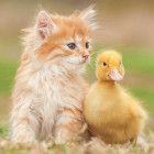 Puzzle - Educa - Adorabili amici