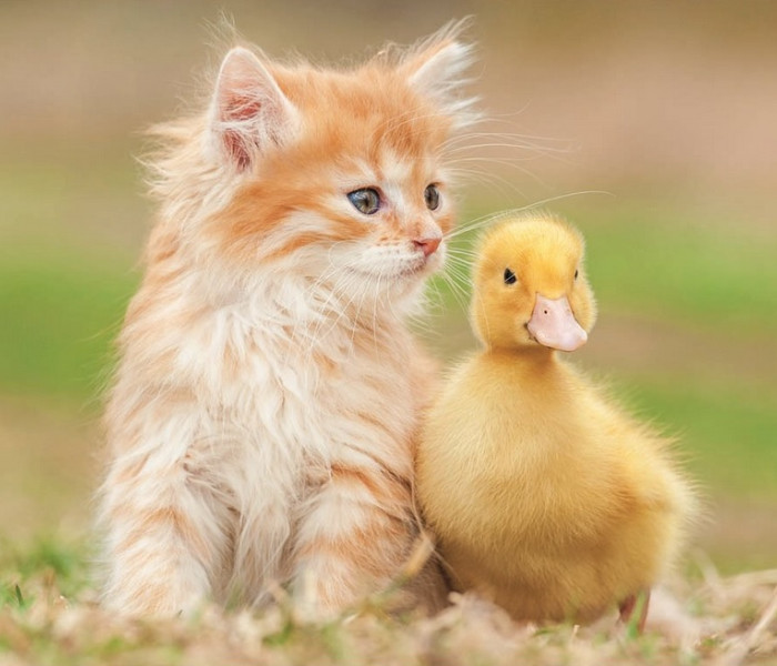 Puzzle - Educa - Adorabili amici